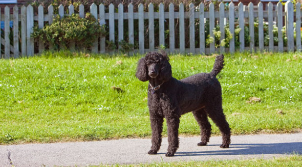 black-standard-poodle-dog